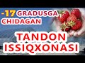 TANDON ISSIQXONASIDA QULPINOY | 17 GRADUS SOVUQQA CHIDAGAN TANDON ISSIQXONASI |