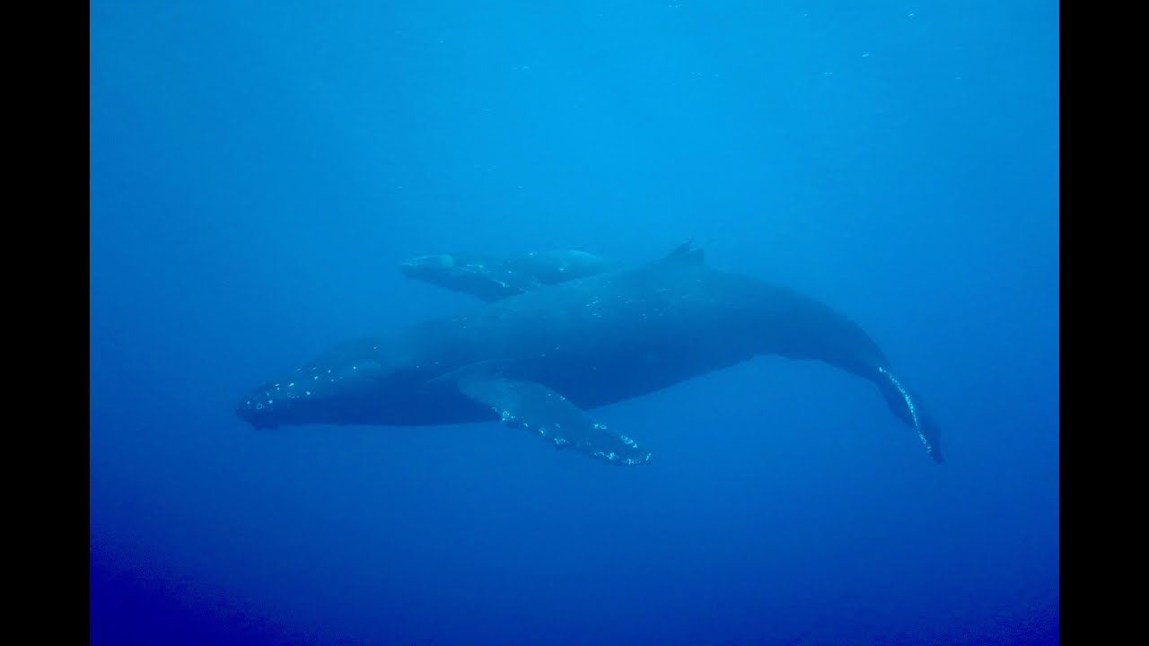 Diving and Whale Watching in Maui - February 2020