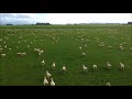Дрон пастух пасет овец в Новой Зеландии!
