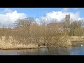 Ducks  enjoying swimming in the river  white and black teta nitz