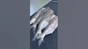 Fried Shad Fish 