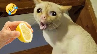 Funniest Animals 2024 😅 New Funny Cats and Dogs 😻🐶 Part 24