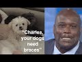Every Time Charles Barkley's Dogs Have Been Roasted on Inside The NBA #CharlesBarkley #InsideTheNBA