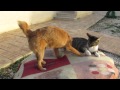 Cyprus cats and dog の動画、YouTube動画。