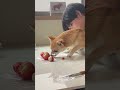 私の愛犬は利き苺ができます