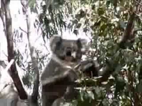 australia แปลว่า Koala Elizabeth's new baby