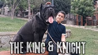 THE KING & HIS KNIGHT MEETING IN THE PARKYARD / CANE CORSO