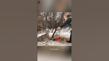 This Bobcat Was Caught In A Trap 😍 #shorts