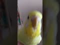 Lemon is chasing the phone cute budgies birds