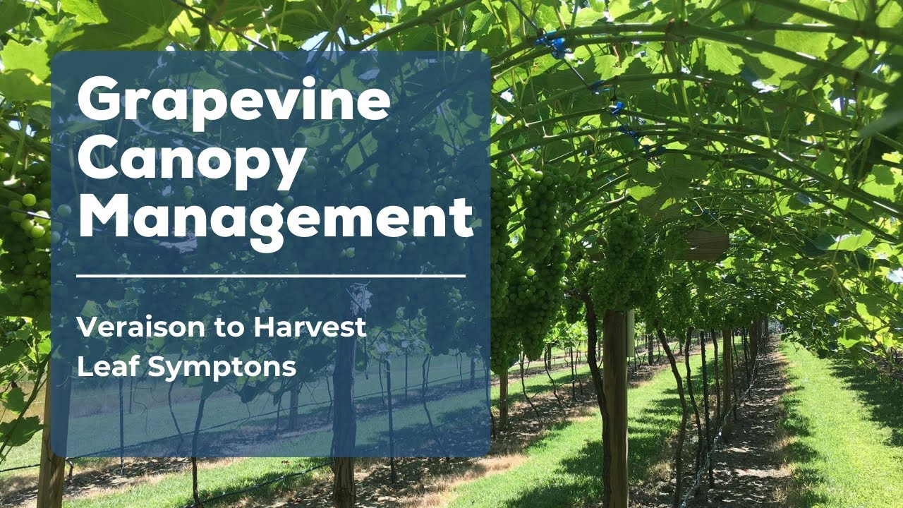 Veraison to Harvest Leaf Symptons