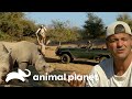Darran resgata o Frank de um ataque de rinocerontes | Wild Frank vs Darran | Animal Planet Brasil