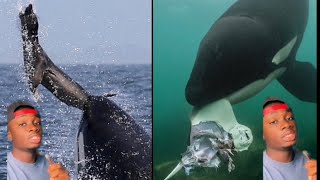 Why Orcas are The Most Disrespectful Animals on the Planet