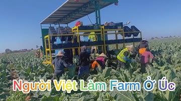 Cuộc Sống Úc l Người Việt Làm Farm Ở Úc Ra Sao l Làm Nông Ở Úc