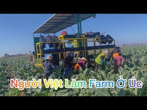 Video Cuộc Sống Úc l Người Việt Làm Farm Ở Úc Ra Sao l Làm... - youtube