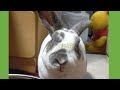 うさぎのバイキング　#うさぎ #rabbits #rex