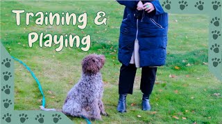 Lagotto Romagnolo  Training session and playing in slow motion (6 months old)