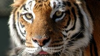 Badoca Safari Park (Portugal) | Experiência de Natureza e Vida Selvagem