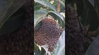 Honey Honeybee Honeycomb Honey Bee Fyp Foryou Tiktok