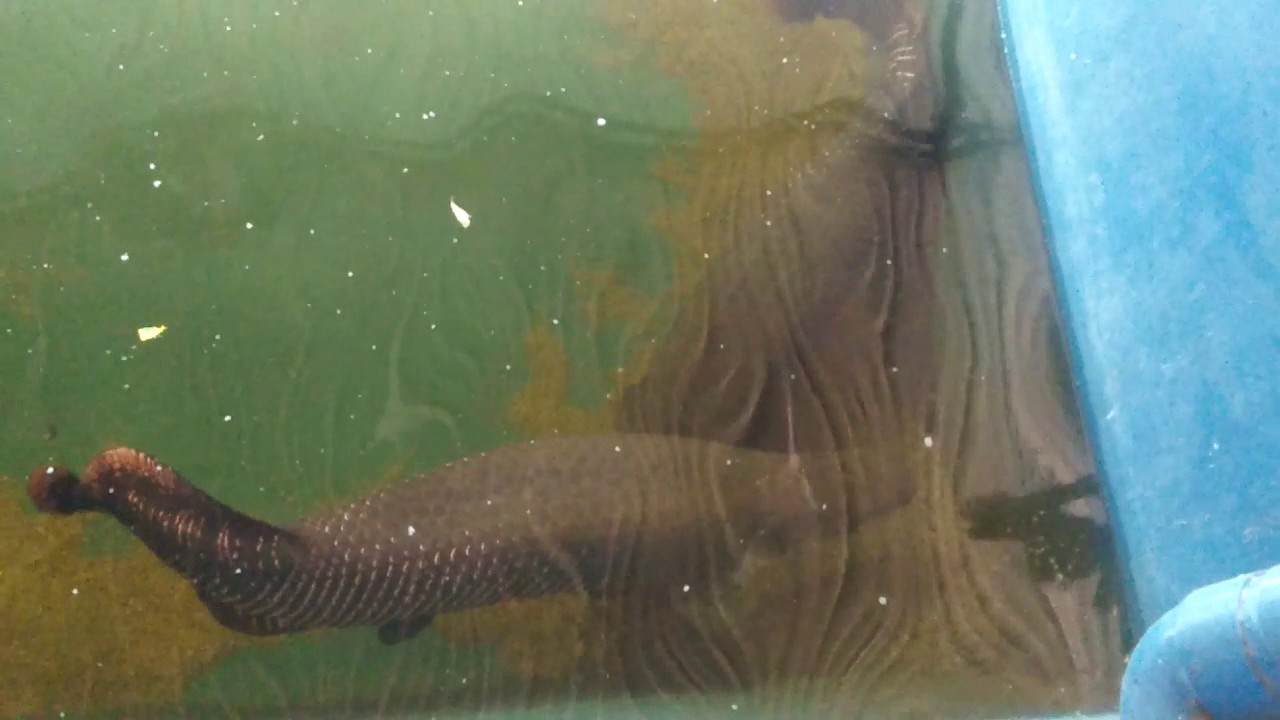  Ikan arwana terbesar  di dunia YouTube