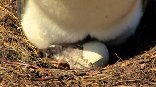 Penguin Chick Hatching