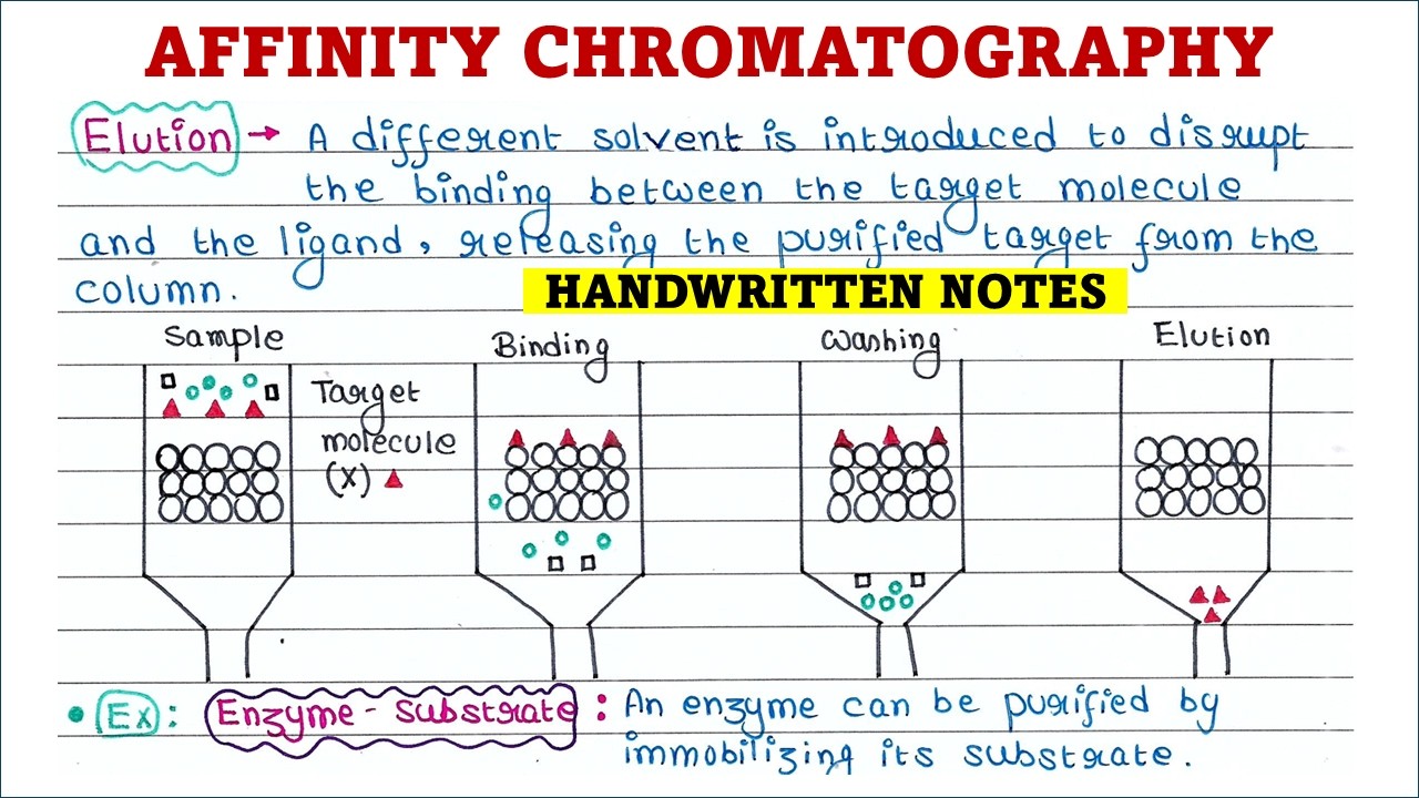 Affinity Chromatography | L7