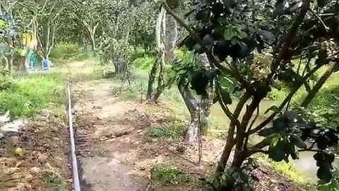 Tưới phun mưa tiết kiệm nước cho vườn bưởi tại Bình Minh, sản phẩm của BONSAIMIENNAM 0938868617