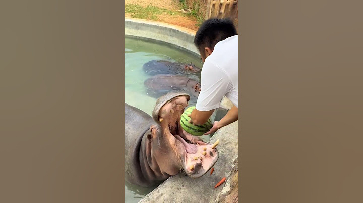 Hippo challenge 15 kilograms of watermelon in one bite of juice hippopotamus eat watermelon