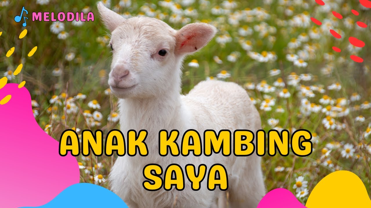 🔴 LAGU ANAK KAMBING SAYA - Lagu Anak Indonesia | Lagu Anak Populer