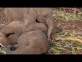 Wake Up, Sister! This Video Will Make Your Day: Cute Baby Elephant Wakes Up Her Sister