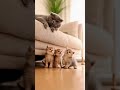 Mom's 'Paw of Justice' Activates Parenting Mode 😂 #animals #animalss #pets #funny #cat
