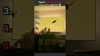 Top 5 Dramatic Cats Attacking the TV 😆