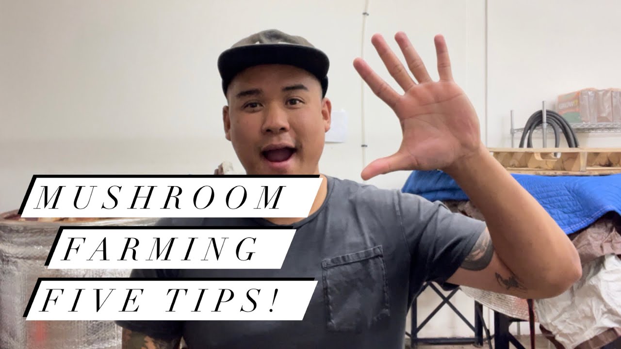 Мои 5 главных советов по созданию успешной грибной фермы!