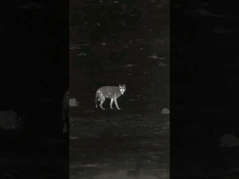 LEAD TO THE HEAD! #shorts #thermal #coyote