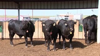Would you stop eating beef to save the planet?