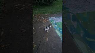 8955. Long Lead Distance Sit Wait Slippery Skatepark 5 April 2026 Ak