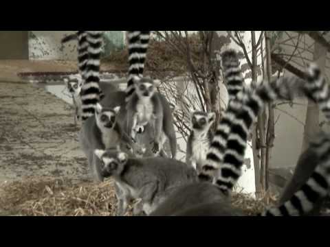 Video till Jonas Wahlström får inte ha lemurer hemma längre