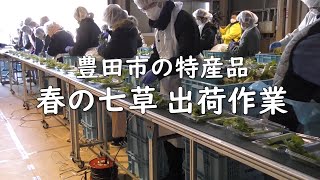 こめった☆チャンネル　～春の七草 出荷作業～ こめったくんが みよしのお米 をpr Jaあいち豊田 こめったくん みよし市 メグリア