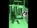 Why did my cat suddenly do this at night? 😨 #shorts