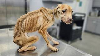 She Trusted Them to Love Her… 4 Years Later, This Is All That’s Left