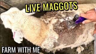 Maggots Bothering Friendly Sheep