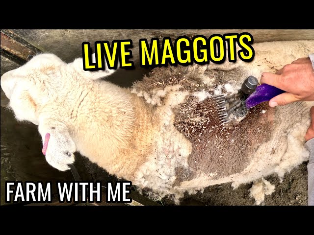 Maggots Bothering Friendly Sheep 