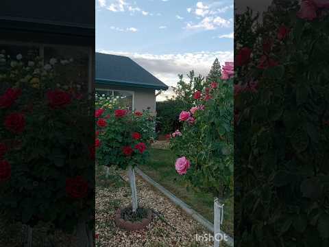Розы в ноябре #beautiful #easy #shortvideo #short #shorts #шортс #rose #rosé#цветы #garden #nature