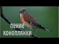 Пение коноплянки Carduelis cannabina