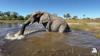Poop in the pool | Living With Elephants Foundation | Botswana