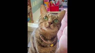 TABBY CAT IS SENSEING SOMETHING SUSPICIOUS.....