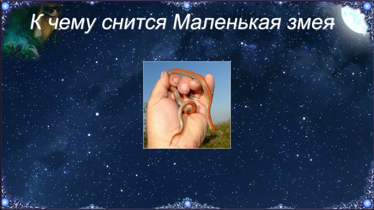 К чему снится Маленькая змея (Сонник)