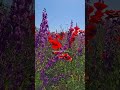 Крымские поля в июне пестрят цветами мака и дельфиниума #маки #маковыеполя #крым #дельфиниум #travel