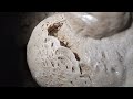 Trou de l'Eglise Cave, Belgium_Jaskinie_Belgia