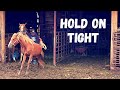 A Horse SAVED from SLAUGHTER