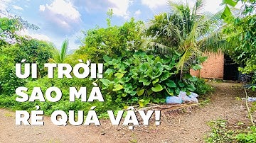 Quá rẻ! Chỉ 300tr/sào đất vườn ở BR-VT trên đồi cao mát mẻ